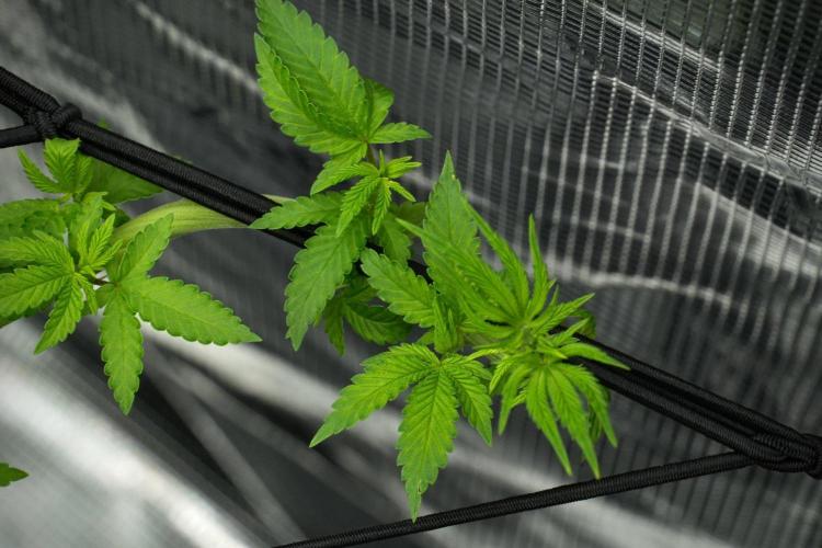 Pickle Lemon Haze F1 Zamnesia Pheno A. Week 7 - Pickle Lemon Haze F1  Pheno A