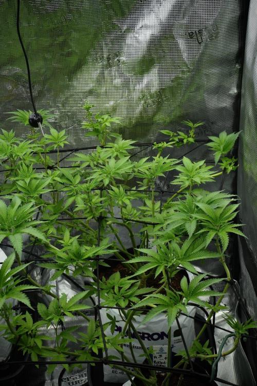 Pickle Lemon Haze F1 Zamnesia Pheno A. Week 7 - Pickle Lemon Haze F1  Pheno A