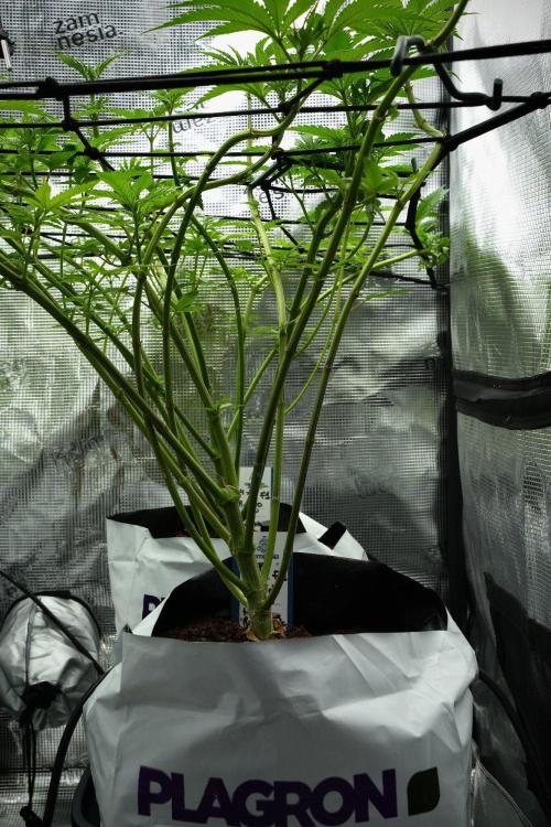 Pickle Lemon Haze F1 Zamnesia Pheno A. Week 7 - Pickle Lemon Haze F1  Pheno A