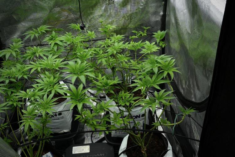 Pickle Lemon Haze F1 Zamnesia Pheno A. Week 7 - Pickle Lemon Haze F1  Pheno A