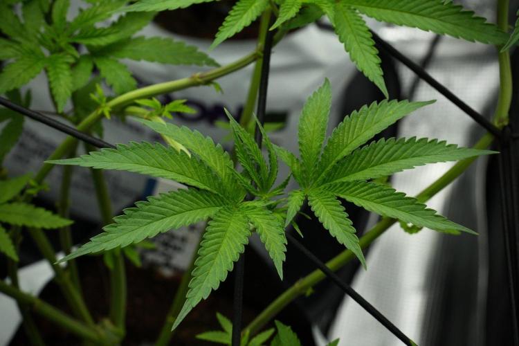 Pickle Lemon Haze F1 Zamnesia Pheno A. Week 7 - Pickle Lemon Haze F1  Pheno A