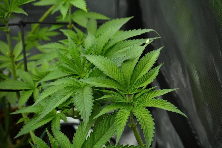 Pickle Lemon Haze F1 Zamnesia Pheno A. Week 7 - Pickle Lemon Haze F1  Pheno A