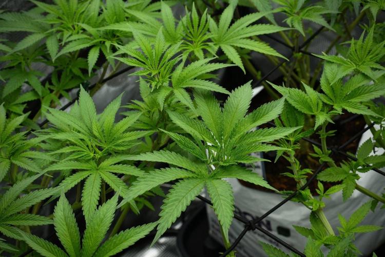 Pickle Lemon Haze F1 Zamnesia Pheno A. Week 7 - Pickle Lemon Haze F1  Pheno A