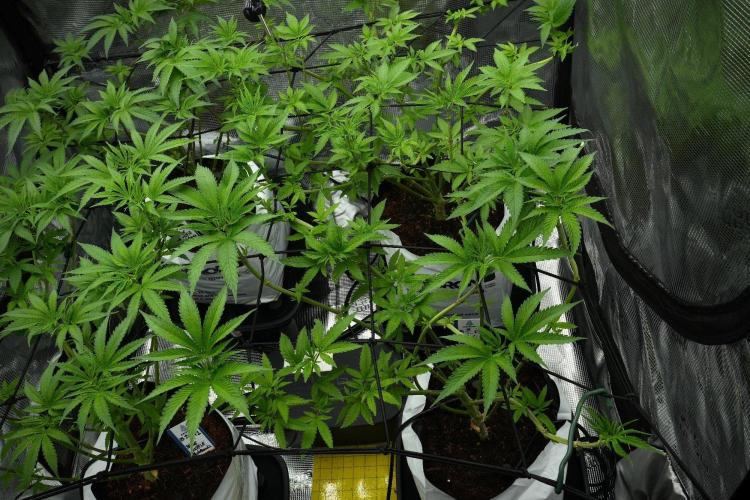 Pickle Lemon Haze F1 Zamnesia Pheno A. Week 7 - Pickle Lemon Haze F1  Pheno A