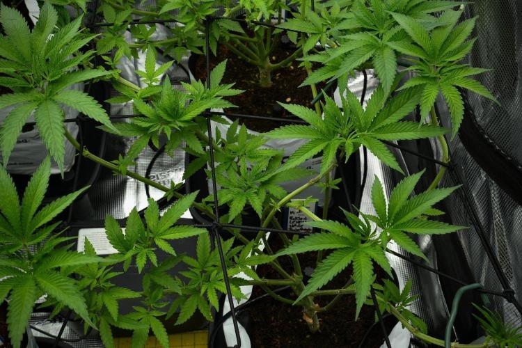 Pickle Lemon Haze F1 Zamnesia Pheno A. Week 7 - Pickle Lemon Haze F1  Pheno A
