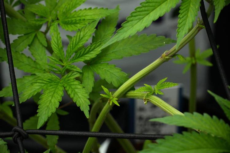 Pickle Lemon Haze F1 Zamnesia Pheno A. Week 7 - Pickle Lemon Haze F1  Pheno A