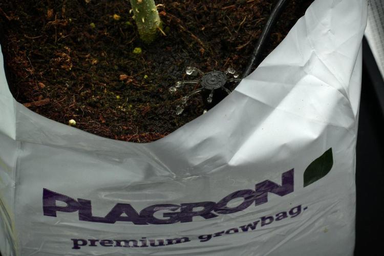 Pickle Lemon Haze F1 Zamnesia Pheno A. Week 7 - Drip system