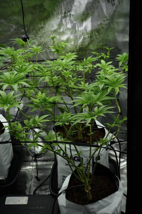 Pickle Lemon Haze F1 Zamnesia Pheno A. Week 7 - Pickle Lemon Haze F1  Pheno A