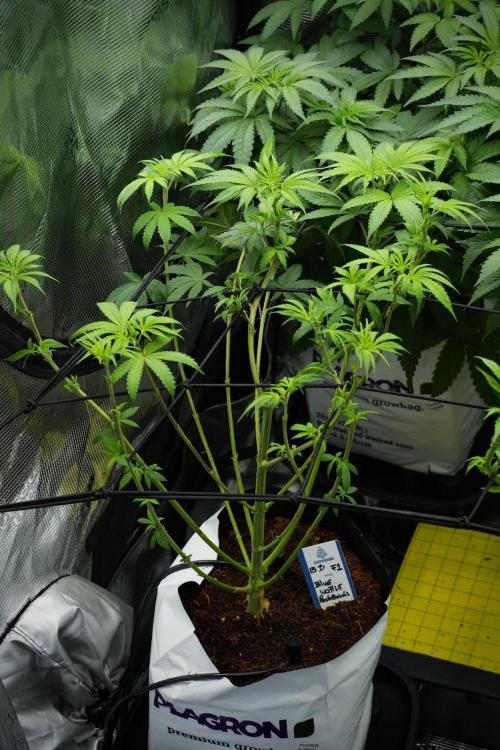 Pickle Lemon Haze F1 Zamnesia Pheno A. Week 7 - Room and Vibes 