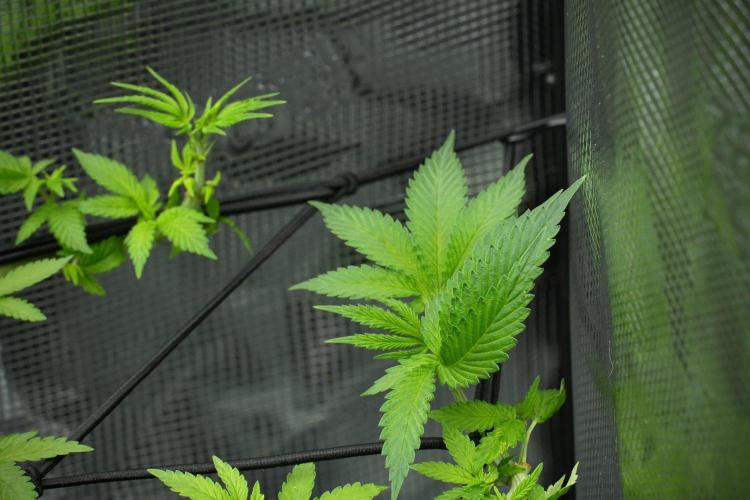 Pheno B Pickle Lemon Haze F1 Zamnesia. Week 7 - Pheno B Pickle Lemon Haze F1