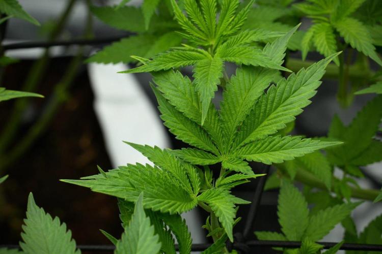 Pheno B Pickle Lemon Haze F1 Zamnesia. Week 7 - Pheno B Pickle Lemon Haze F1
