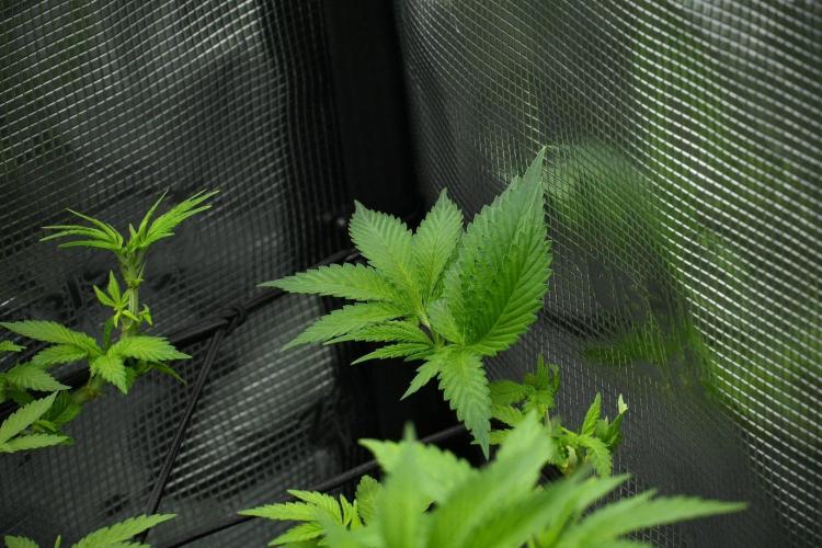 Pheno B Pickle Lemon Haze F1 Zamnesia. Week 7 - Pheno B Pickle Lemon Haze F1