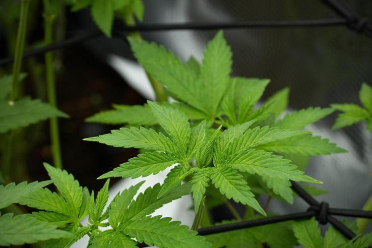 Pheno B Pickle Lemon Haze F1 Zamnesia. Week 7 - Pheno B Pickle Lemon Haze F1