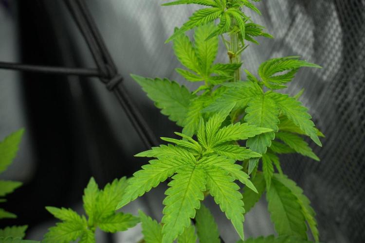 Pheno B Pickle Lemon Haze F1 Zamnesia. Week 7 - Pheno B Pickle Lemon Haze F1