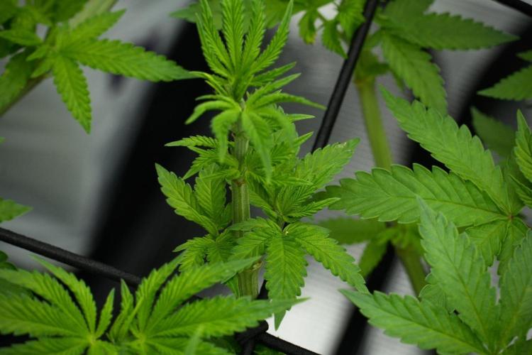 Pheno B Pickle Lemon Haze F1 Zamnesia. Week 7 - Pheno B Pickle Lemon Haze F1