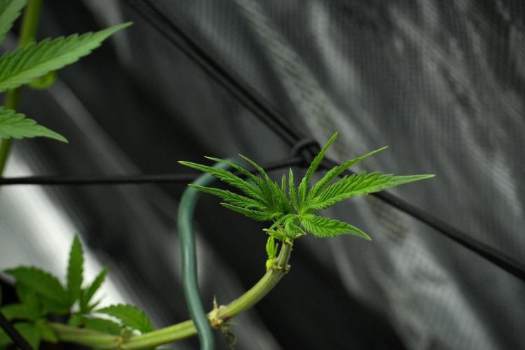 Pheno B Pickle Lemon Haze F1 Zamnesia. Week 7 - Pheno B Pickle Lemon Haze F1