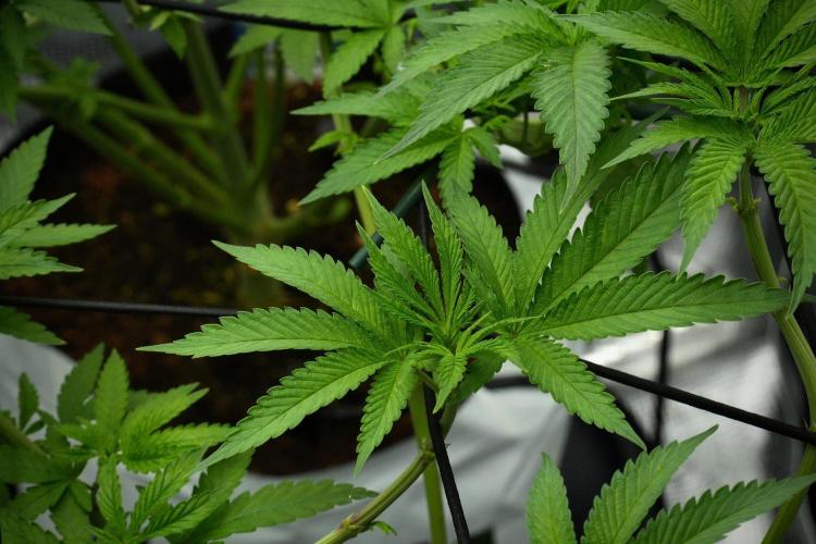 Pheno B Pickle Lemon Haze F1 Zamnesia. Week 7 - Pheno B Pickle Lemon Haze F1