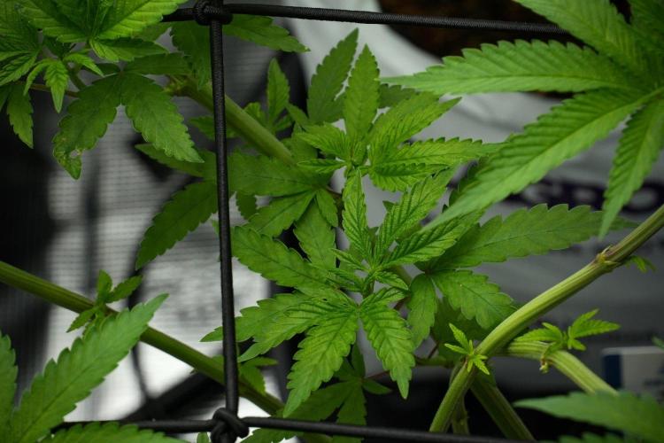 Pheno B Pickle Lemon Haze F1 Zamnesia. Week 7 - Pheno B Pickle Lemon Haze F1