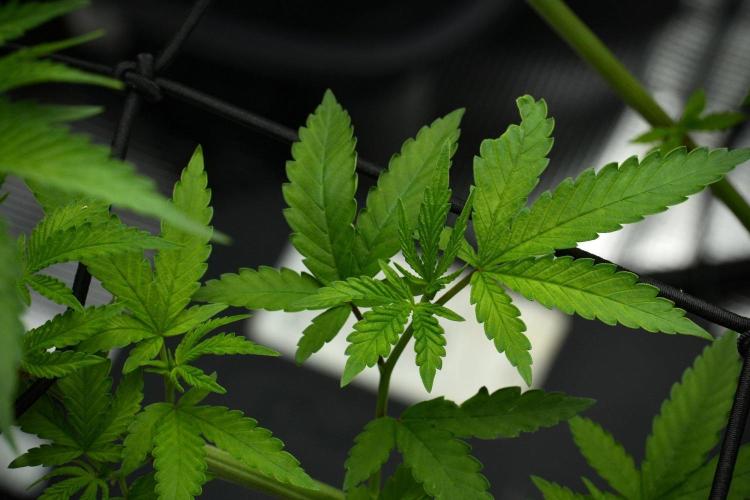 Pheno B Pickle Lemon Haze F1 Zamnesia. Week 7 - Pheno B Pickle Lemon Haze F1