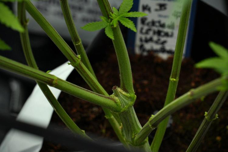 Pheno B Pickle Lemon Haze F1 Zamnesia. Week 7 - Pheno B Pickle Lemon Haze F1
