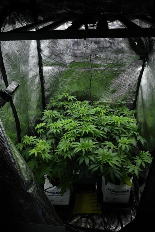 Pheno B Pickle Lemon Haze F1 Zamnesia. Week 7 - Room and vibes 