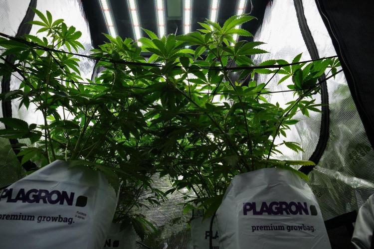Pheno B Pickle Lemon Haze F1 Zamnesia. Week 7 - Room and vibes 