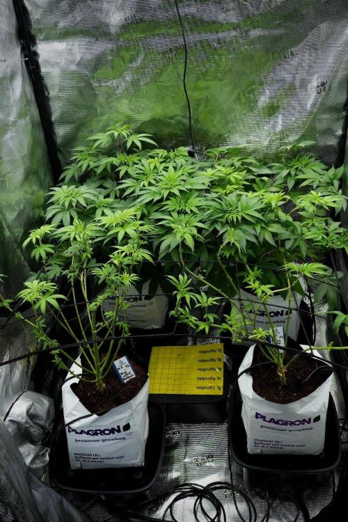 Pheno B Pickle Lemon Haze F1 Zamnesia. Week 7 - Room and vibes 