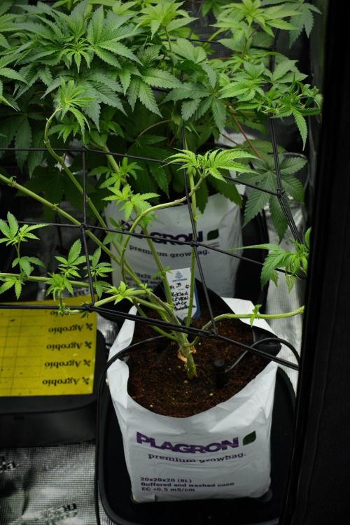 Pheno B Pickle Lemon Haze F1 Zamnesia. Week 7 - Room and vibes 
