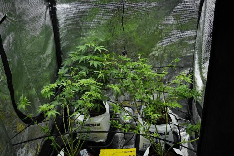 Pheno B Pickle Lemon Haze F1 Zamnesia. Week 7 - Room and vibes 