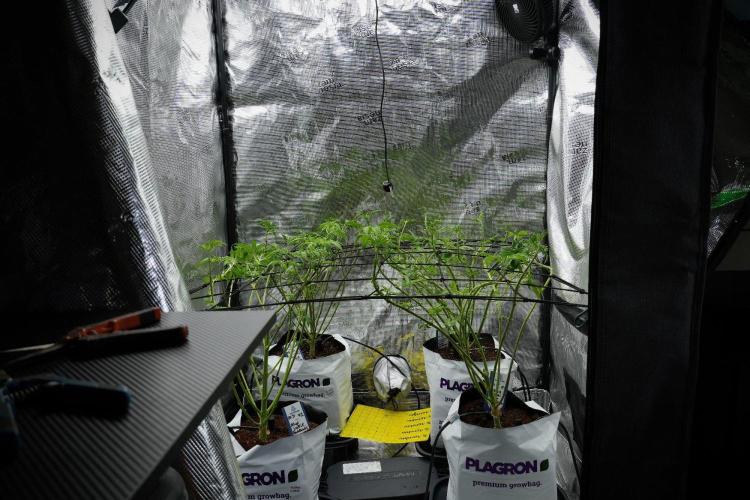 Pheno B Pickle Lemon Haze F1 Zamnesia. Week 7 - Room and vibes 