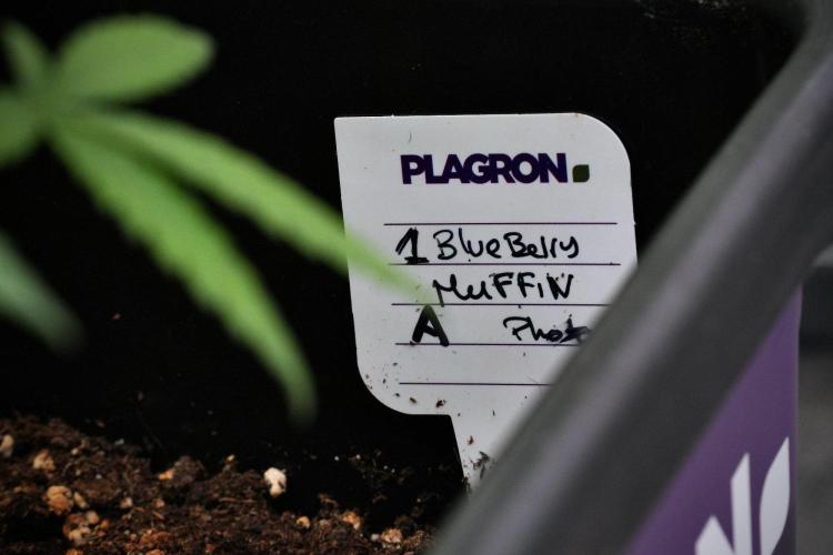 Blueberry  Muffin by Zamnesia Pheno A. Week 9 - Blueberry Muffin  Pheno A 