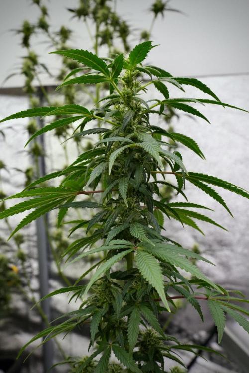 Blueberry  Muffin by Zamnesia Pheno A. Week 9 - Blueberry Muffin  Pheno A 
