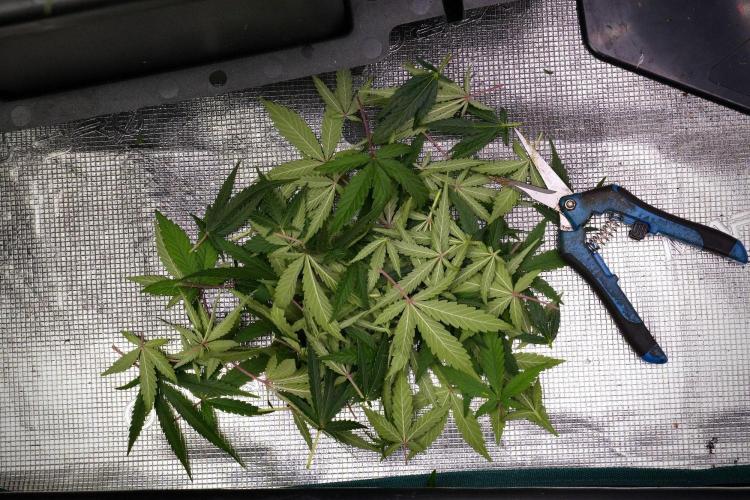 Blueberry  Muffin by Zamnesia Pheno A. Week 9 - Blueberry Muffin  Pheno A 