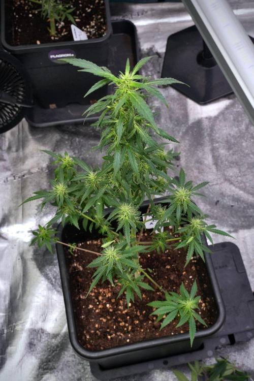 Blueberry  Muffin by Zamnesia Pheno A. Week 9 - Blueberry Muffin  Pheno A 