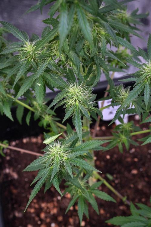 Blueberry  Muffin by Zamnesia Pheno A. Week 9 - Blueberry Muffin  Pheno A 