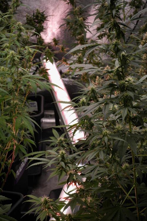 Blueberry  Muffin by Zamnesia Pheno A. Week 9 - Room and Vibes 