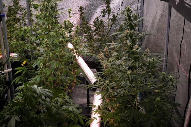 Blueberry  Muffin by Zamnesia Pheno A. Week 9 - Room and Vibes 