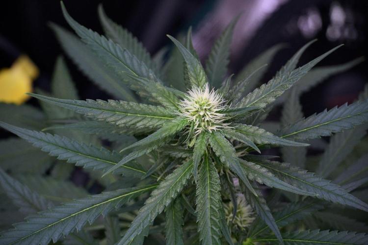 Pheno B Blueberry  Muffin by Zamnesia. Week 9 - Pheno B Blueberry Muffin