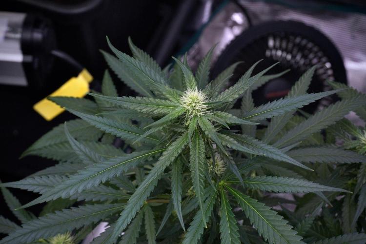 Pheno B Blueberry  Muffin by Zamnesia. Week 9 - Pheno B Blueberry Muffin