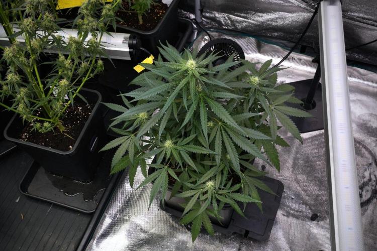 Pheno B Blueberry  Muffin by Zamnesia. Week 9 - Pheno B Blueberry Muffin