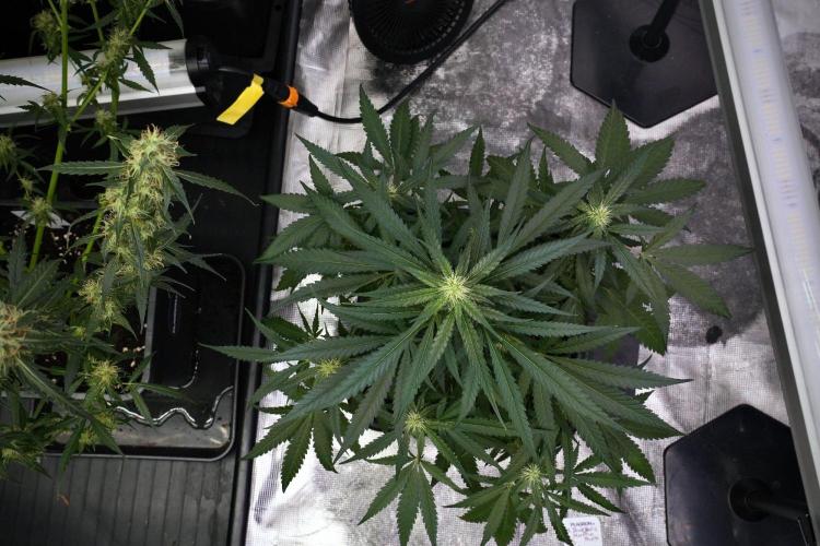 Pheno B Blueberry  Muffin by Zamnesia. Week 9 - Pheno B Blueberry Muffin