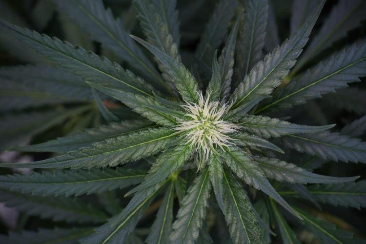 Pheno B Blueberry  Muffin by Zamnesia. Week 9 - Pheno B Blueberry Muffin