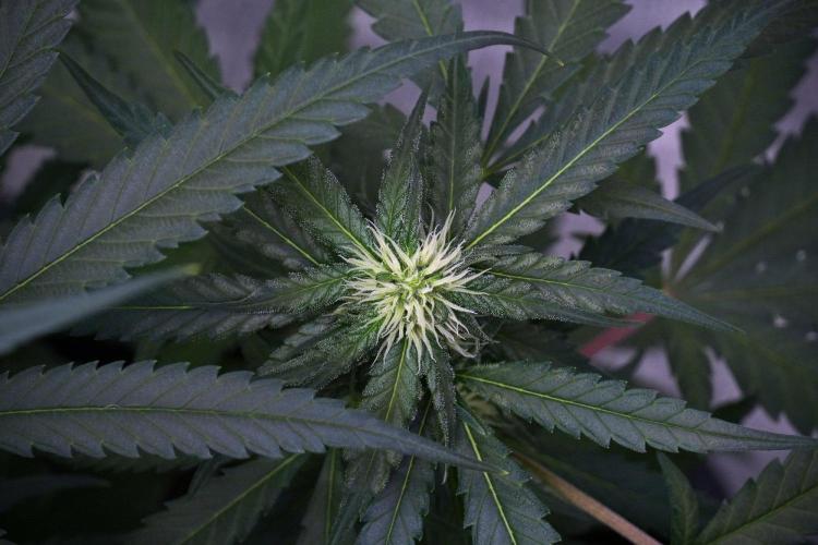 Pheno B Blueberry  Muffin by Zamnesia. Week 9 - Pheno B Blueberry Muffin