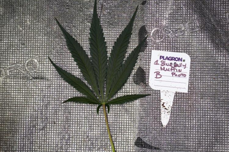 Pheno B Blueberry  Muffin by Zamnesia. Week 9 - Pheno B Blueberry Muffin