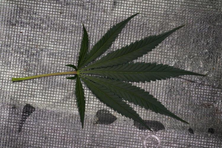 Pheno B Blueberry  Muffin by Zamnesia. Week 9 - Pheno B Blueberry Muffin