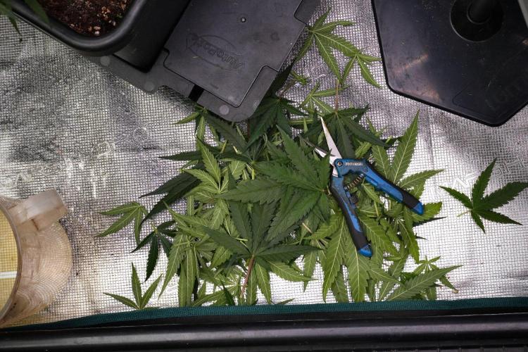 Pheno B Blueberry  Muffin by Zamnesia. Week 9 - Pheno B Blueberry Muffin