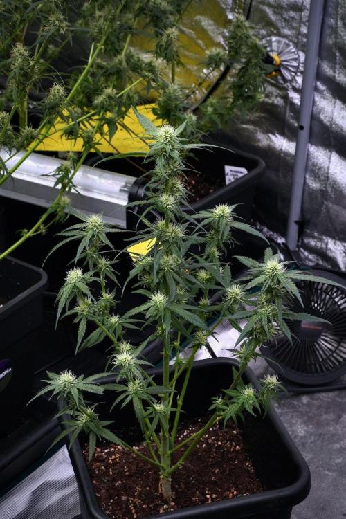 Pheno B Blueberry  Muffin by Zamnesia. Week 9 - Pheno B Blueberry Muffin