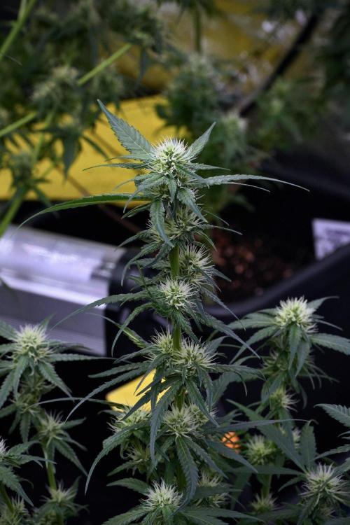Pheno B Blueberry  Muffin by Zamnesia. Week 9 - Pheno B Blueberry Muffin