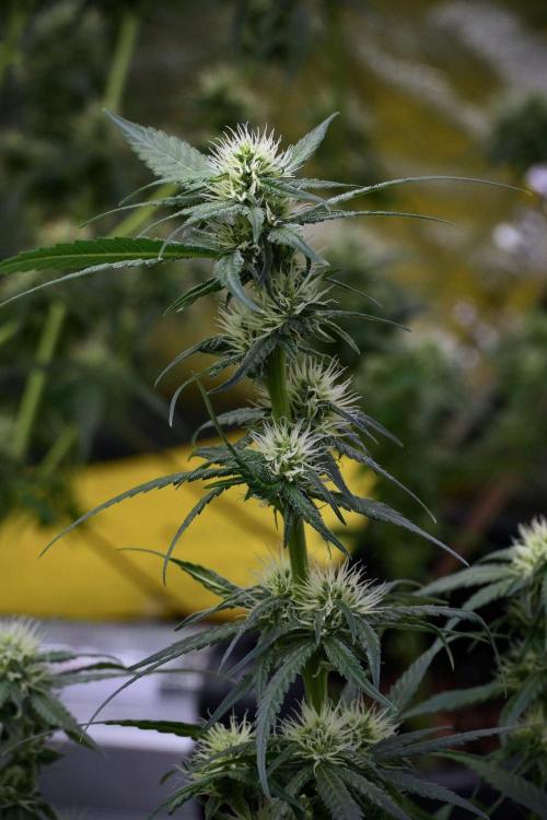 Pheno B Blueberry  Muffin by Zamnesia. Week 9 - Pheno B Blueberry Muffin