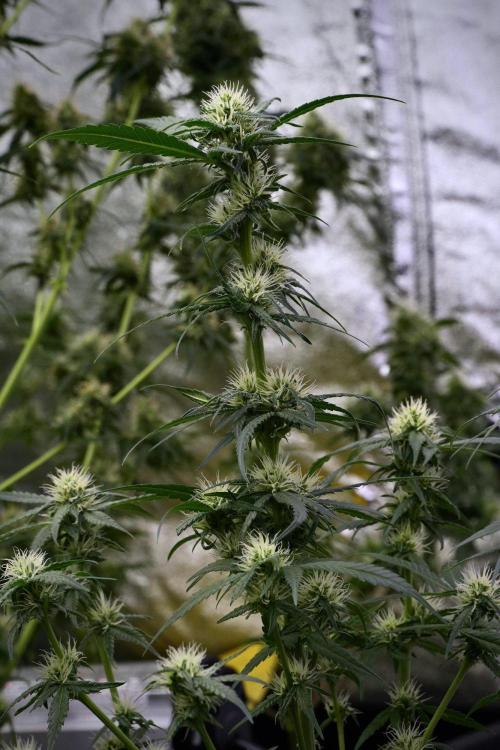 Pheno B Blueberry  Muffin by Zamnesia. Week 9 - Pheno B Blueberry Muffin